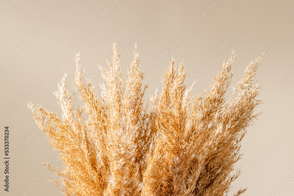 Reed plume grass or pampas grass closeup with shadows over beige background, aesthetic minimal home decoration with natural dry grass Reed plume grass or pampas grass closeup with shadows over beige background, aesthetic minimal home decoration with natural dry grass