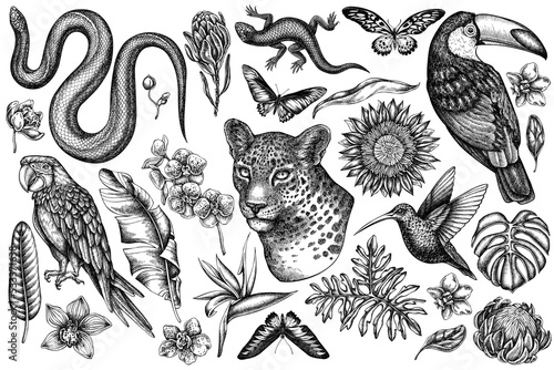 Tropical animals vintage vector illustrations collection. Black and white leopard, snake, lizard, hummingbird, toucan, scarlet macaw, rajah brooke's birdwing, african giant swallowtail, monstera