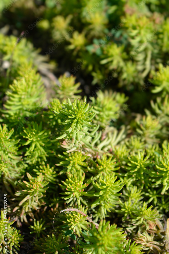 Rock stonecrop Angelina