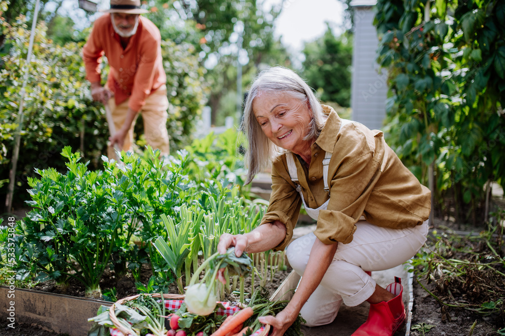 Happy senior couple working and harvesting vegetables from their garden. Happy senior couple working and harvesting vegetables from their garden.