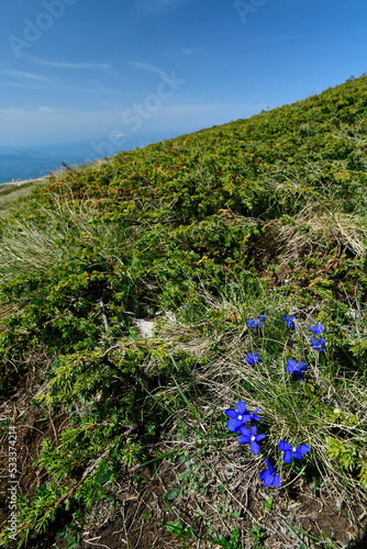 Frühlings-Enzian // spring gentian (Gentiana verna) - Nationalpark Tomorr, Albanien photo