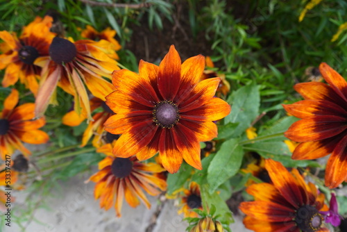 Rudbeckia