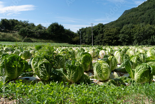 長野県の白菜畑 photo