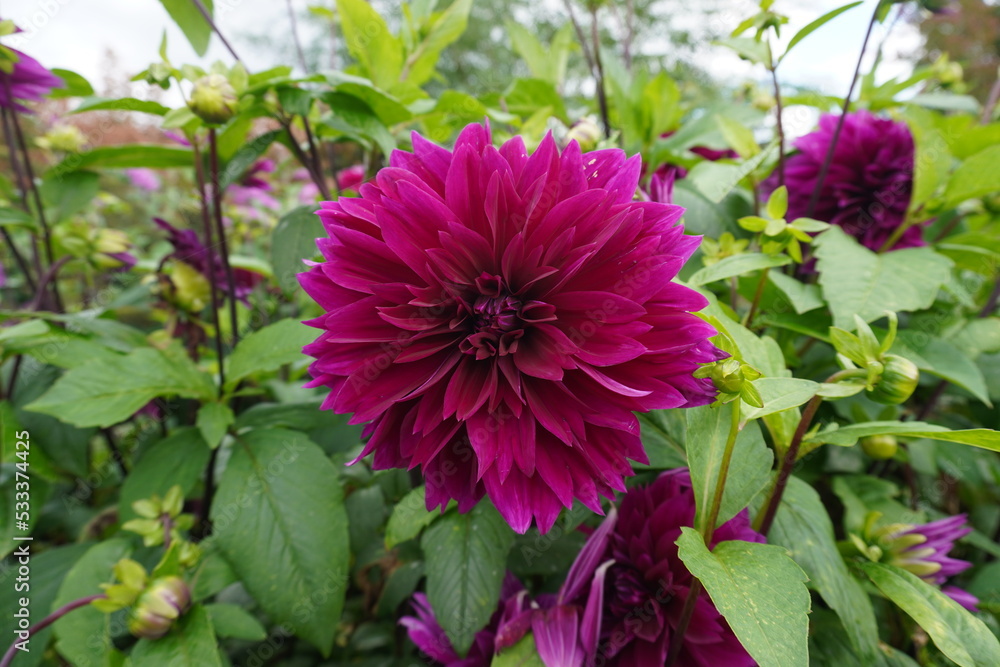 Obraz premium Dahlia pinnata