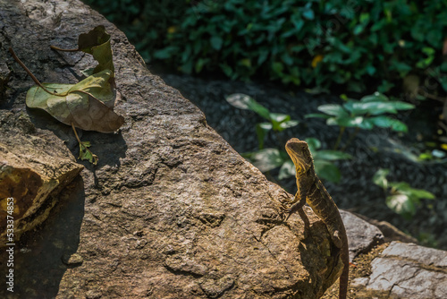 Wallpaper Mural lizard on the rock next to lake Torontodigital.ca