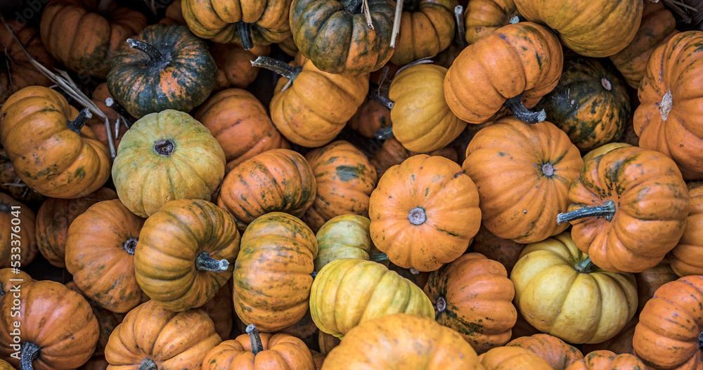 Pile of small orange and yellow pumpkins at the farmers market.