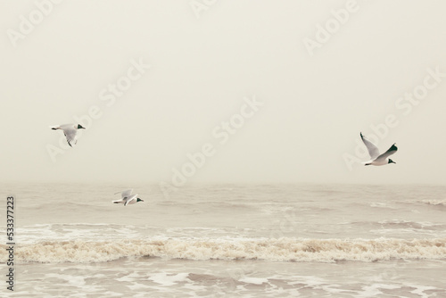 gaviotas volando sobre el mar