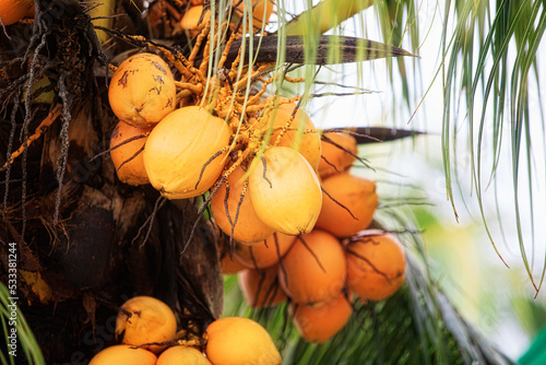 Bunch of King Coconuts in a Palm photo