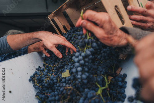 Картината върху платно Italy, Abruzzo - September 2022: local family making of red wine from italian gr