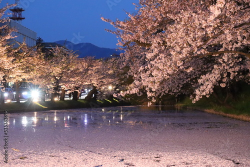 桜の花筏2
