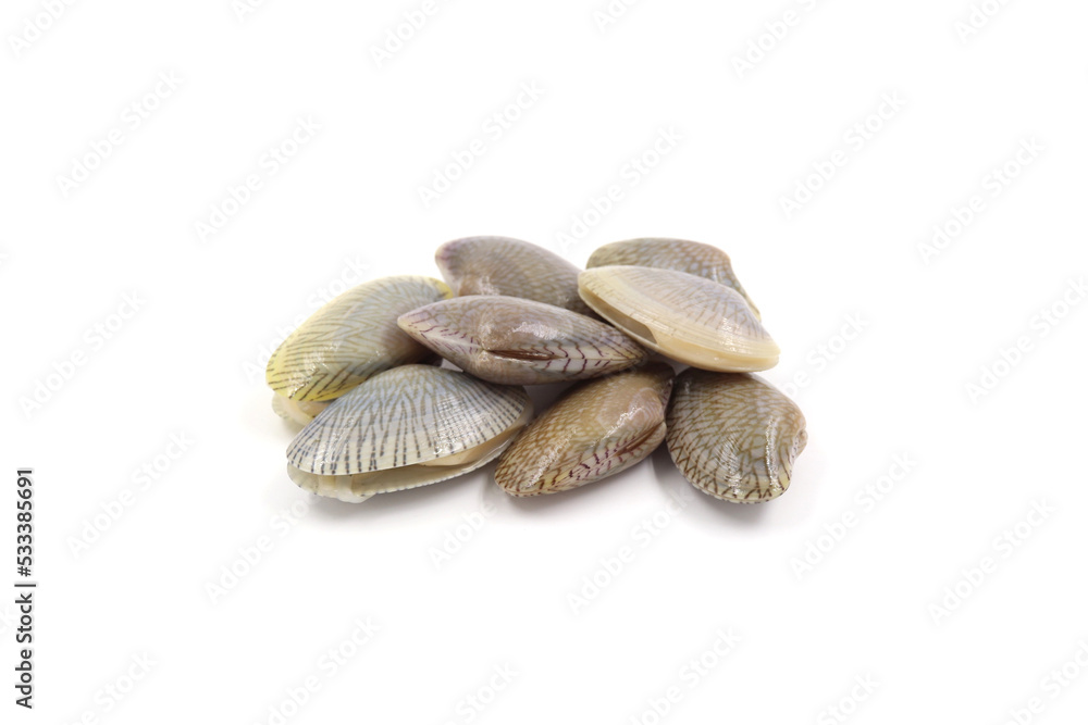 Stacked fresh raw clams on white background Stacked fresh raw clams on white background