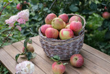 Basket with red ripe apples on a wooden table in the garden.