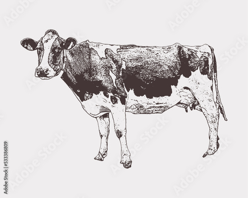 Vector Hand drawn sketch cow products. vintage illustration of cow. Vintage cow lines. Organic milk eco milk. Farm animals