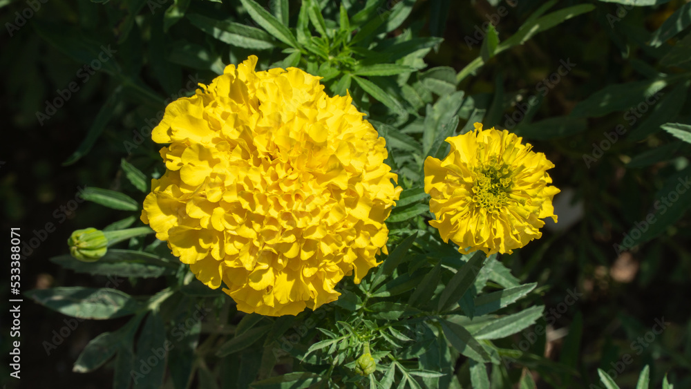 Yellow flower buds, marigolds in the flower bed, floral background Yellow flower buds, marigolds in the flower bed, floral background