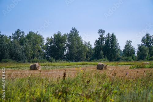 Hay bales or pay rolls in a clearing near the forest