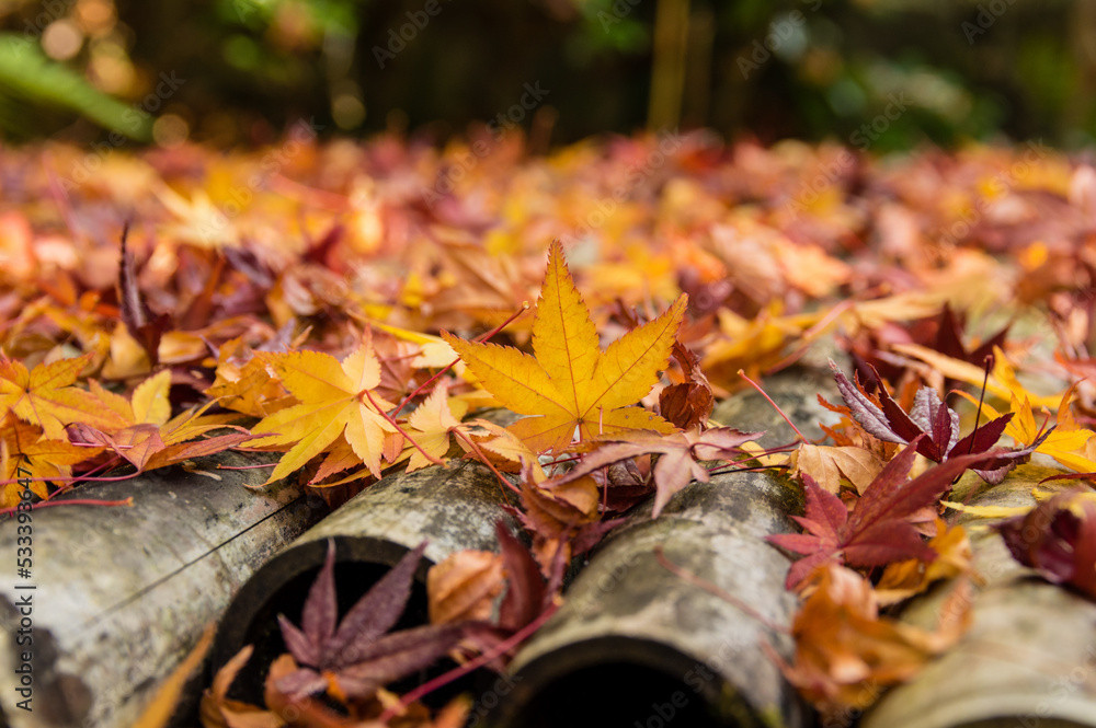 三田花山院(兵庫県三田市)の紅葉