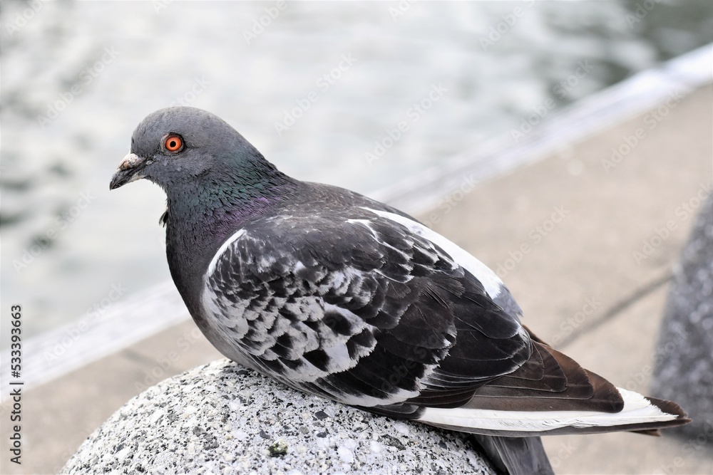 Fototapeta premium 神戸港埠頭に来たハト
