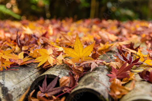 Obraz na płótnie 三田花山院(兵庫県三田市)の紅葉 w salonie