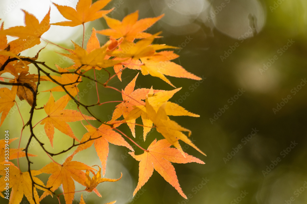 三田花山院(兵庫県三田市)の紅葉