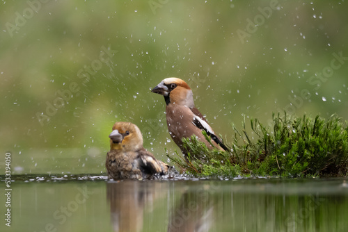 Fototapeta hawfinch takes a bath