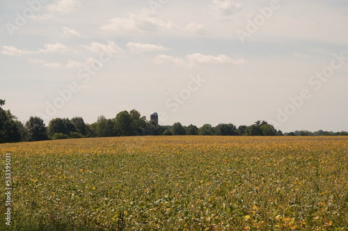 Yellow and Green Soybean Field, Green Treeline and Blue Sky with few White Clouds