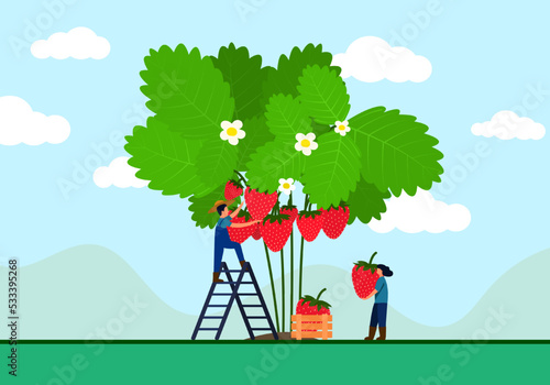 Farmer is climbing a ladder picking strawberries from a tree.
Female farmers help carry large strawberries in a basket. It is a landscape in the garden with a mountain background.