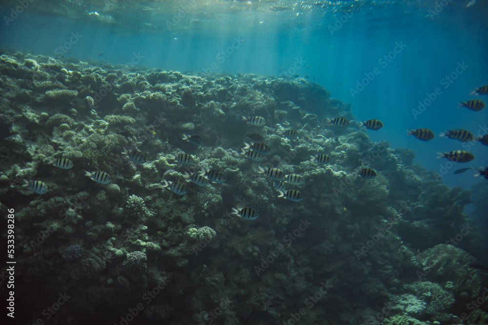 Fototapeta premium Animals of the underwater sea world. tropical coral reef. Blue Water surface, underwater background
