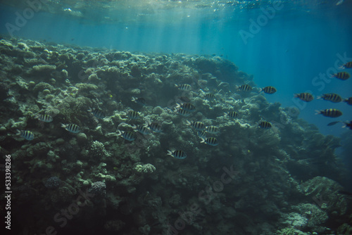 Fototapeta Naklejka Na Ścianę i Meble -  Animals of the underwater sea world. tropical coral reef. Blue Water surface, underwater background