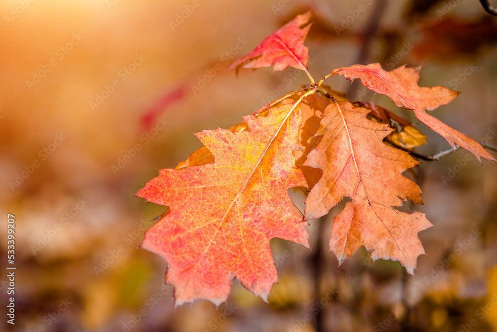 Red oak leaves on blue sky background
Red oak leaves on blue sky background