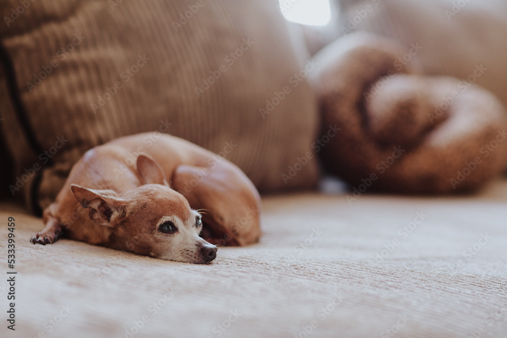 Cute chihuahua pet is laying on the sofa at home. Copy space.