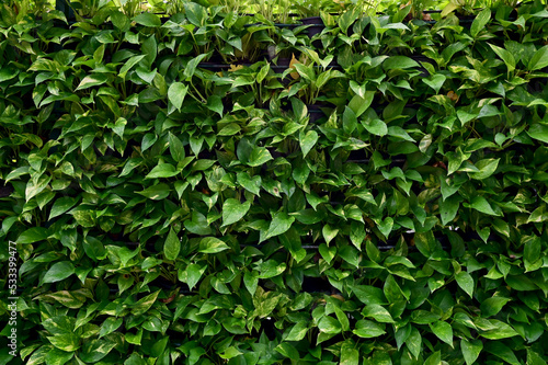 Close-up of Green Climber Plant on wall natural background concept selective focus. 