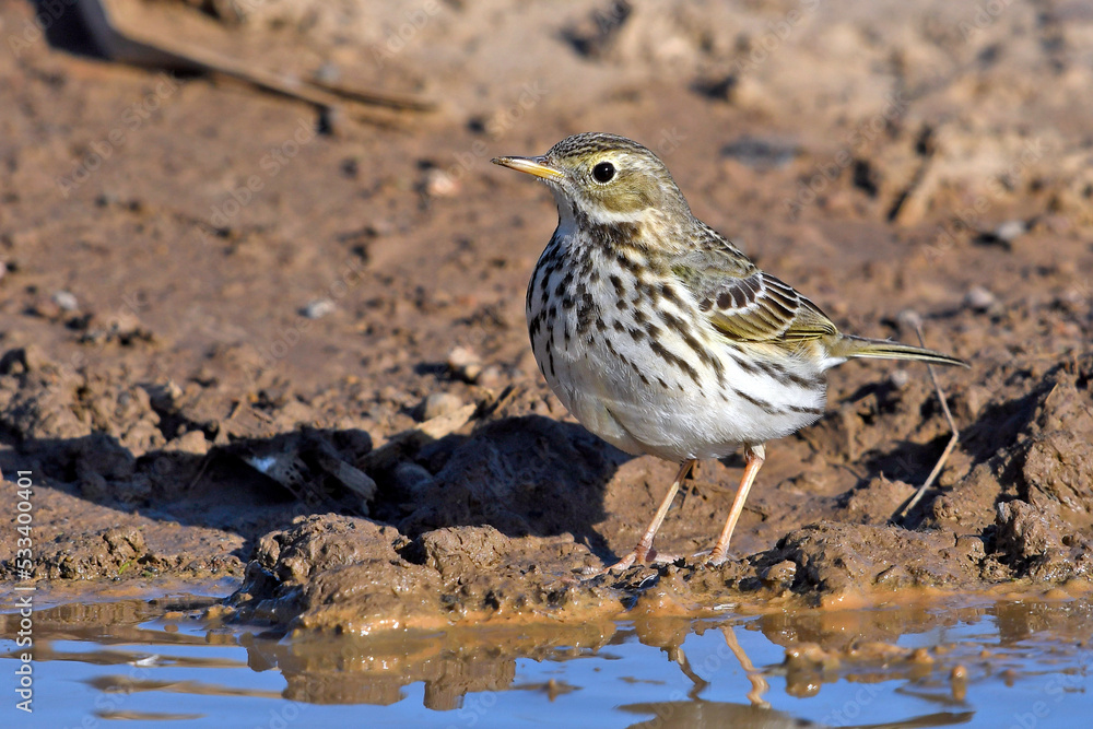 Fototapeta premium Wiesenpieper // Meadow pipit (Anthus pratensis)
