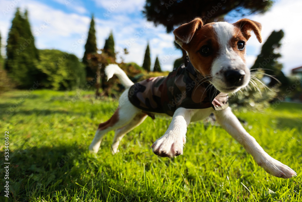 Jack russel terrier