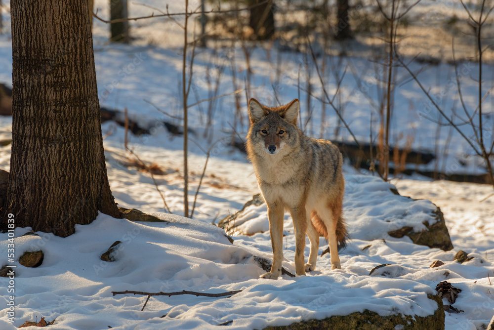 Obraz premium A Coyote Standing On A Snow Covered Rock In February