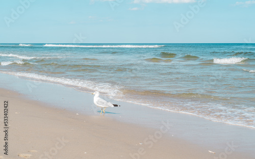 A Seagull Walking on the Beach in New Jersey.