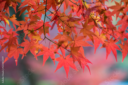 Obraz na płótnie 三田光明寺(兵庫県三田市)の紅葉 w salonie
