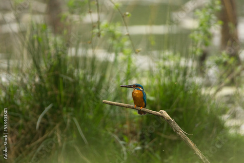 Eisvogel, Untere Seeveniederung, Seevetal, Deutschland