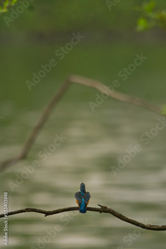 Eisvogel, Seeve, Stelle, Niedersachsen
