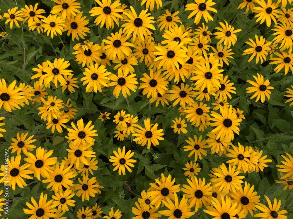 yellow coneflower background yellow coneflower background