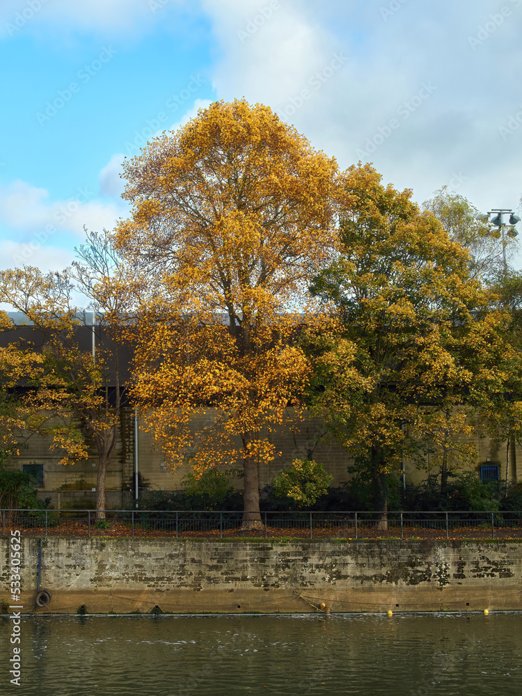 A sunlit tree in full, blazing autumn colour against a bright blue sky on the banks of the River Avon in Bath.