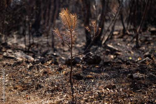 Devastating scenes after big summer wildfires in Karst region in Slovenia