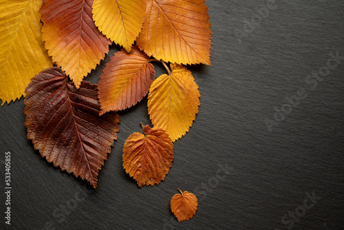 Autumnal background with fall colored red and yellow elm leaves