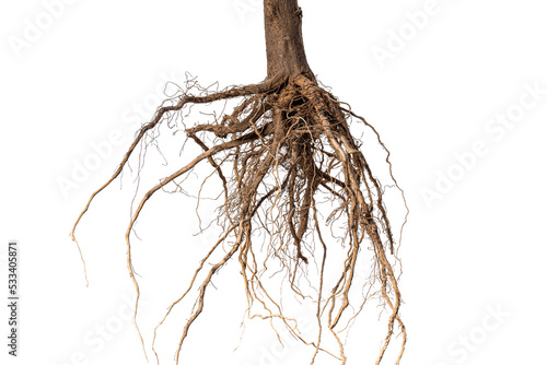 Root. Tree root. Tree stump. Roots of tree isolated on white background.