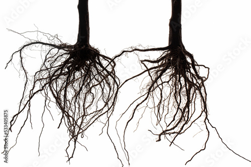 Root. Tree root. Tree stump. Roots of tree isolated on white background.