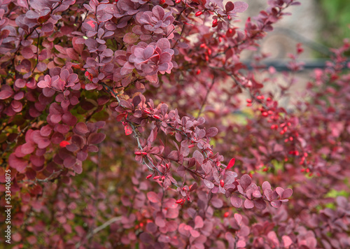 Foto Autumn barberry (berberis vulgaris) bush with ripe fruits