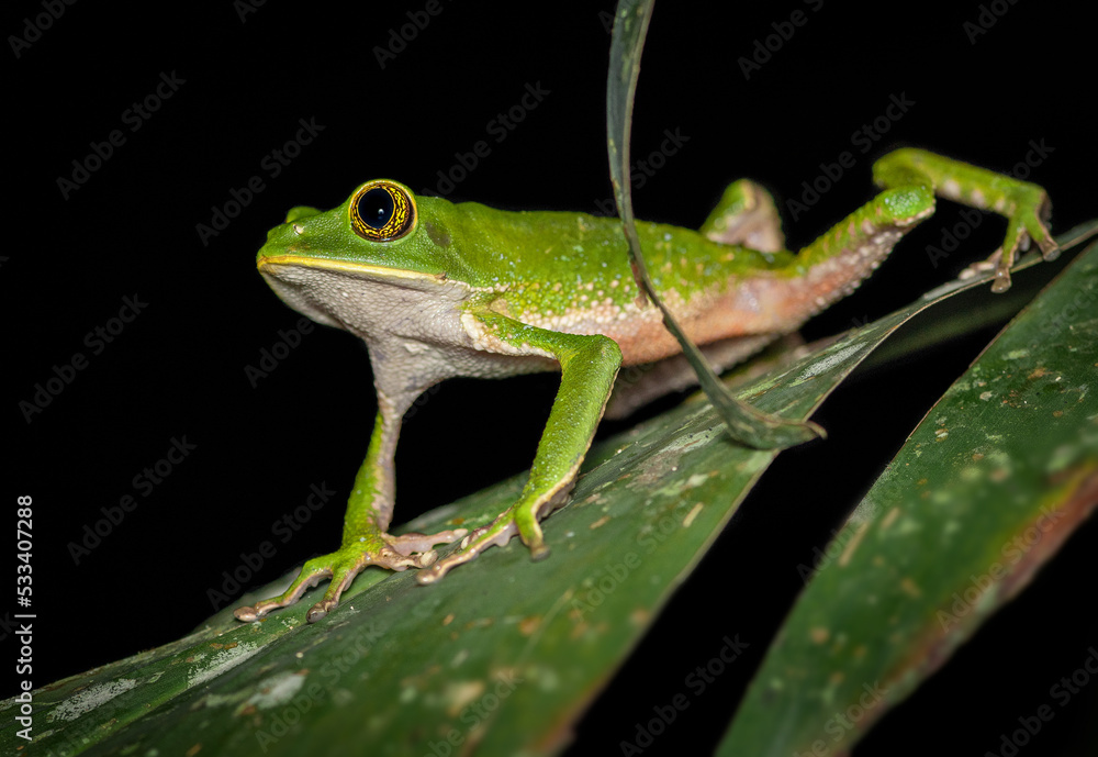 close up of Phyllomedusa frog on a leaf close up of Phyllomedusa frog on a leaf