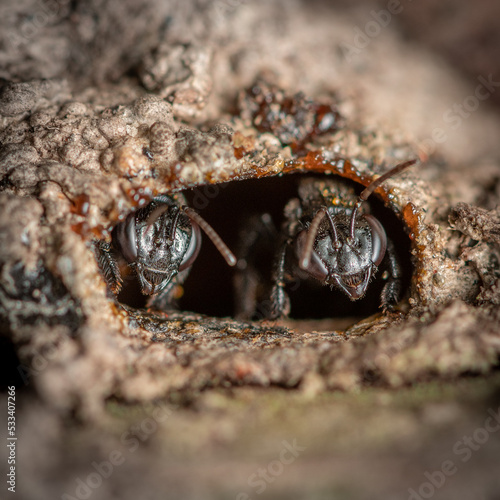 bee on the behive photo