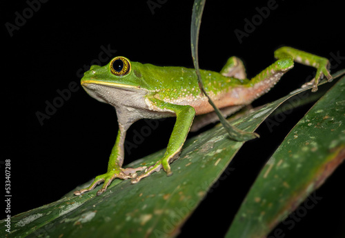 close up of Phyllomedusa frog on a leaf