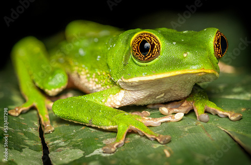 close up of Phyllomedusa frog on a leaf