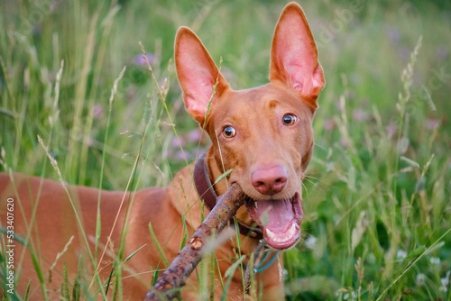 The young adult pharaoh hound breed dog walks in nature. Evening time grass field.